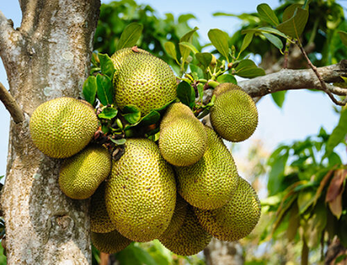 This giant tropical fruit could help reverse gum disease damage